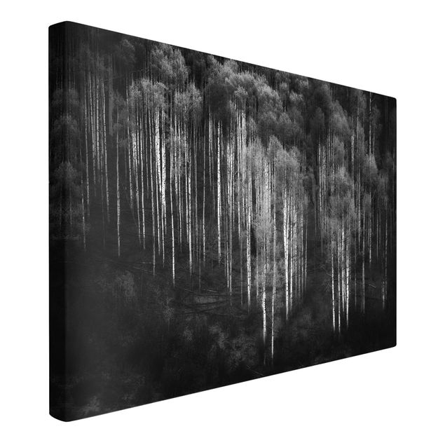 schwarz-weiß Bilder auf Leinwand Birkenwald in Aspen