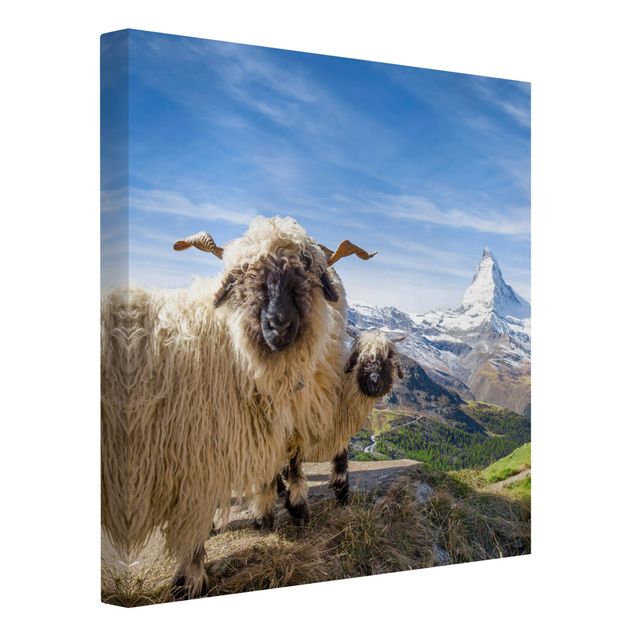 Wandbilder Berge Schwarznasenschafe von Zermatt
