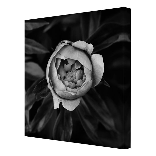 Wandbilder Schwarz-Weiß Pfingstrosenblüte vor Blättern Schwarz Weiß