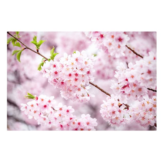 Leinwandbilder Städte Japanische Kirschblüten