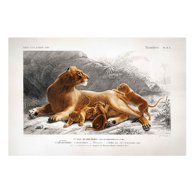 Leinwandbild Afrika Vintage Lehrtafel Löwin und Löwenbabies