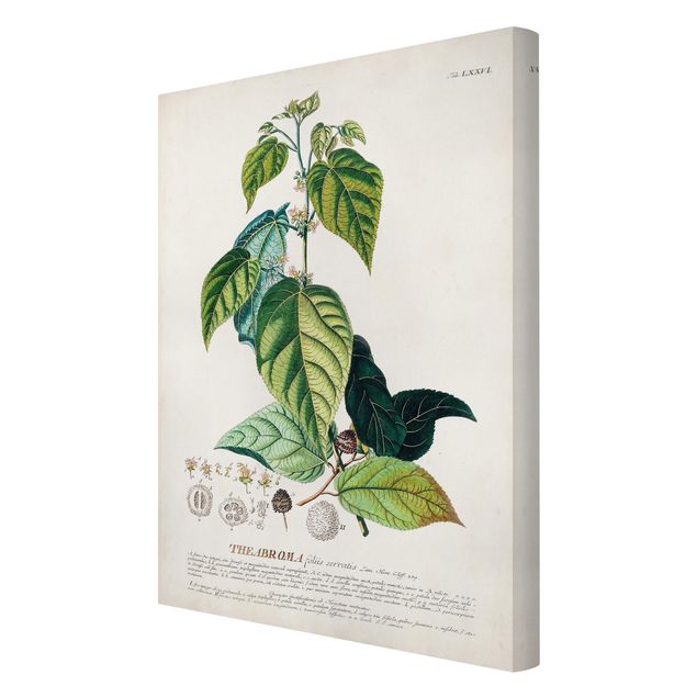 schöne Bilder Vintage Botanik Illustration Kakao