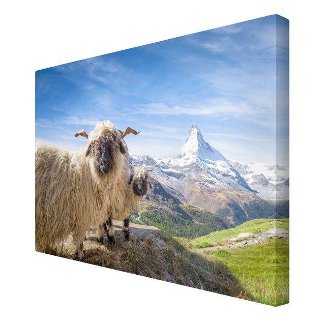 Leinwand Natur Schwarznasenschafe von Zermatt