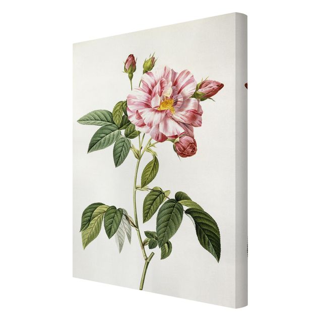Wandbilder Blumen Pierre Joseph Redouté - Rosa Gallica-Rose