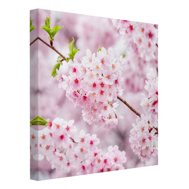Blumenbilder auf Leinwand Japanische Kirschblüten