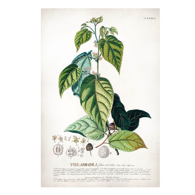 Wandbilder Grün Vintage Botanik Illustration Kakao
