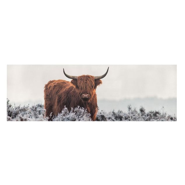 schöne Bilder Bison in den Highlands