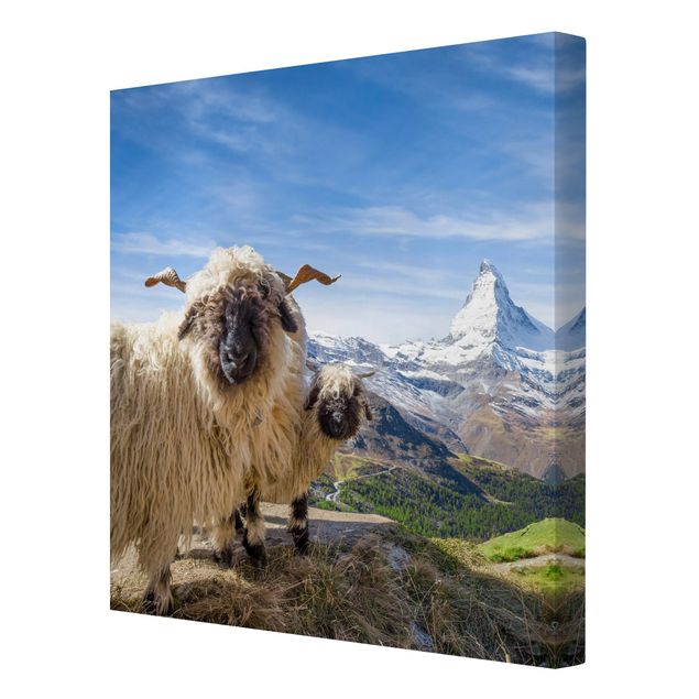 Leinwandbilder Naturmotive Schwarznasenschafe von Zermatt
