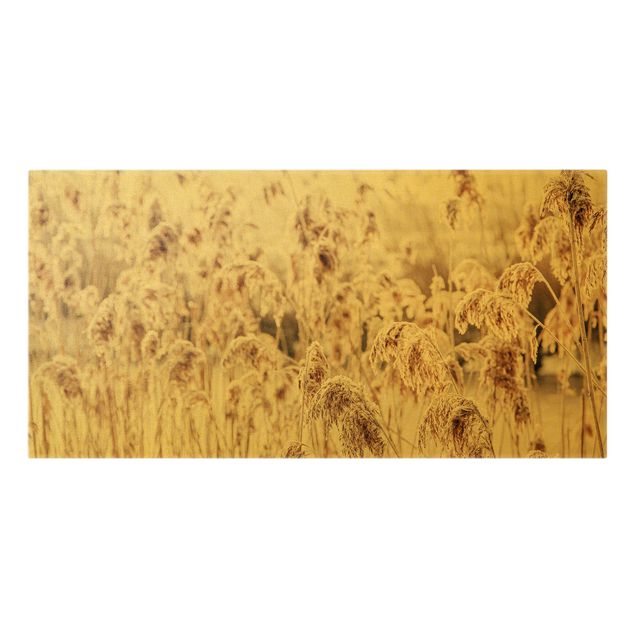 Wandbilder Blumen Meer von sonnigem Schilfgras