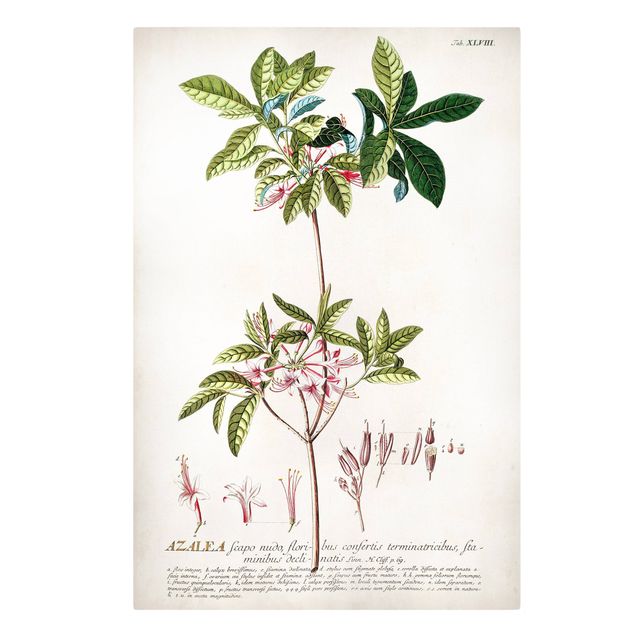 Wandbilder Grün Vintage Botanik Illustration Azalee