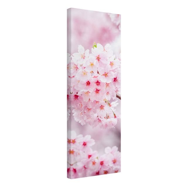Leinwandbilder Blumen Japanische Kirschblüten