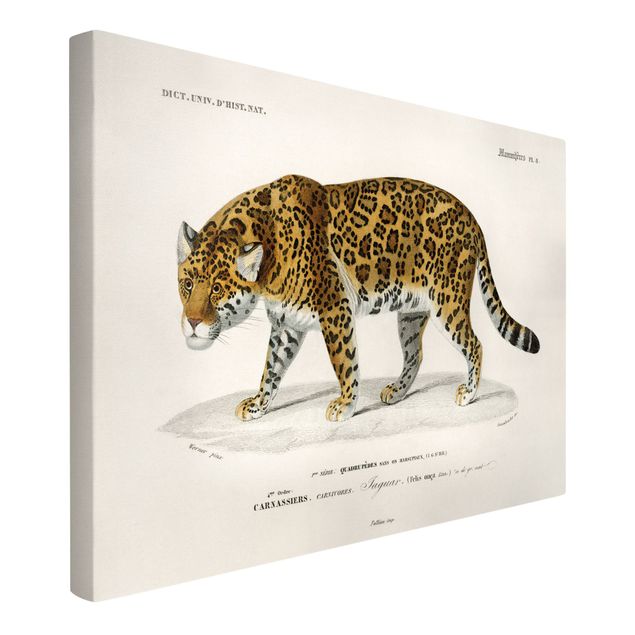 Leinwandbilder Tiger Vintage Lehrtafel Jaguar