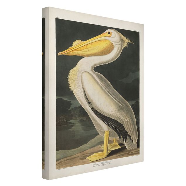 Leinwand Tiere Vintage Lehrtafel Weißer Pelikan