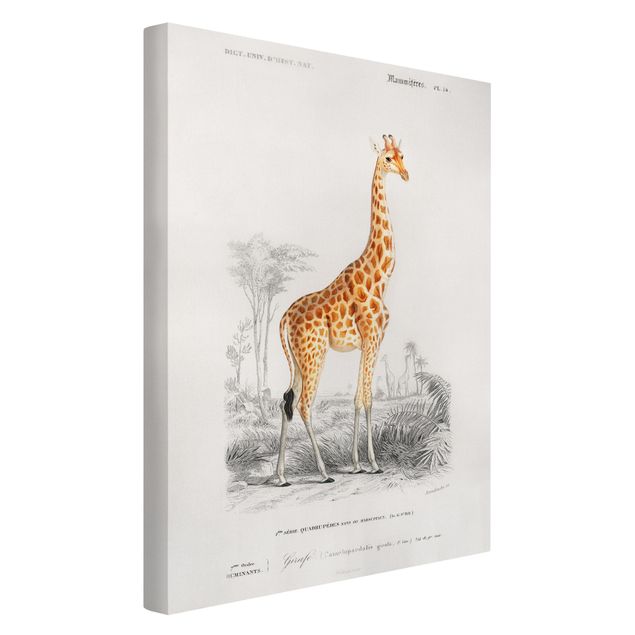 Leinwandbilder Vintage Vintage Lehrtafel Giraffe