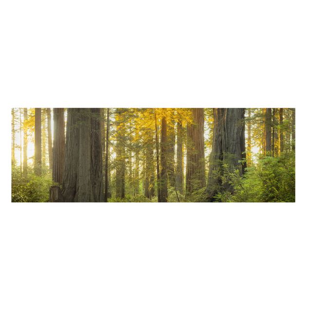Leinwandbilder Wald Redwood National Park