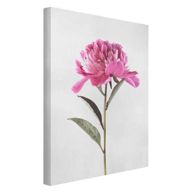 Wandbilder Floral Blühende Pfingstrose Pink auf Weiß