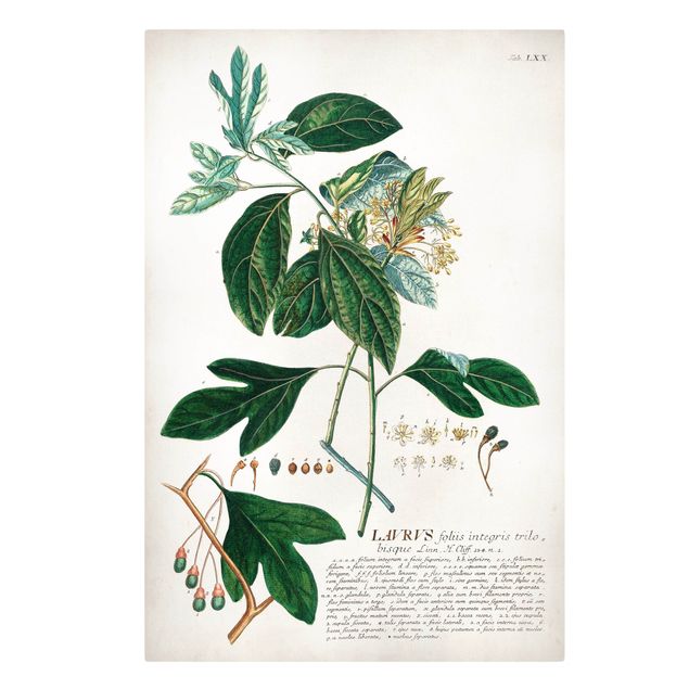 Leinwandbilder Gewürze Vintage Botanik Illustration Lorbeer