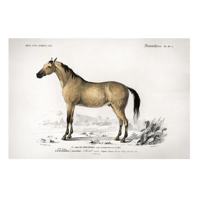 Leinwand Tiere Vintage Lehrtafel Pferd