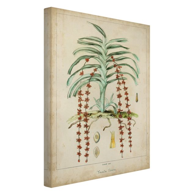 Wandbilder Blumen Vintage Lehrtafel Exotische Palmen IV