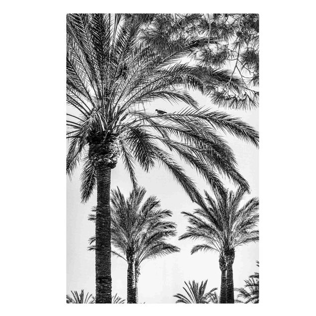 Blumenbilder auf Leinwand Palmen im Sonnenuntergang Schwarz-Weiß