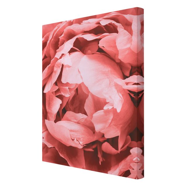Wandbilder Rosa Pfingstrose Blüte Koralle