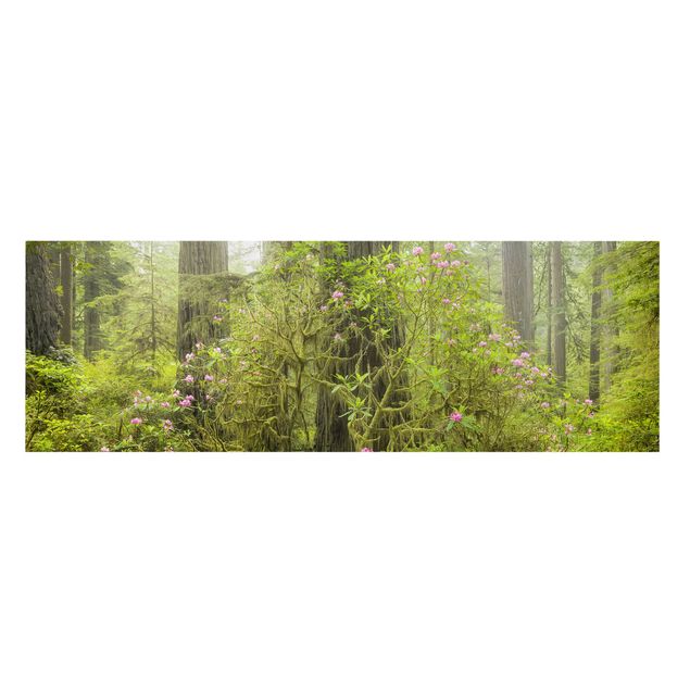 Leinwandbild Wald Del Norte Coast Redwoods State Park Kalifornien