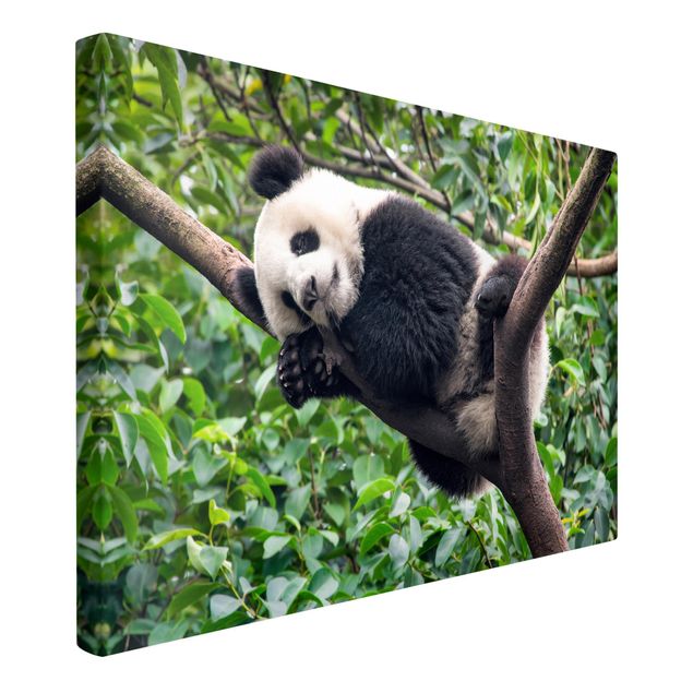 Wandbilder Landschaften Schlafender Panda auf Ast