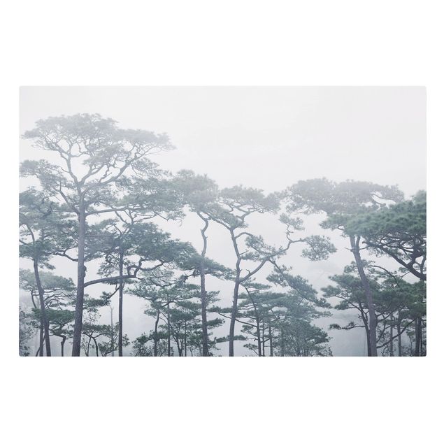 Leinwandbild Wald Baumkronen im Nebel