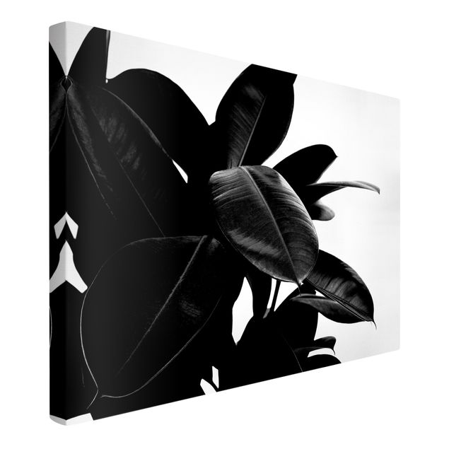 Wandbilder Floral Gummibaum Blätter Schwarz Weiß