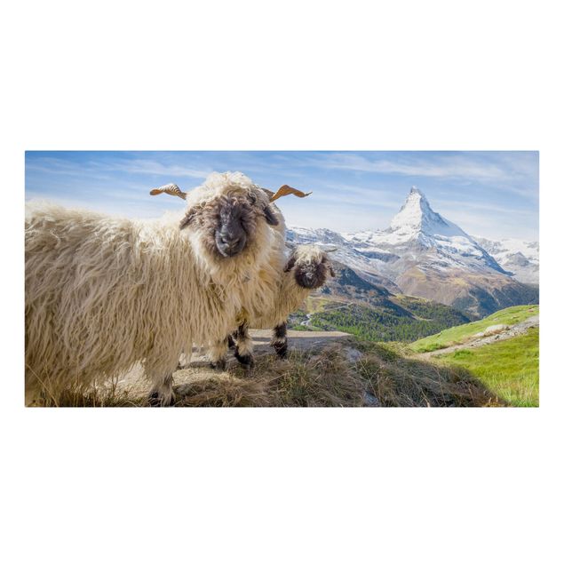 Wandbilder Landschaften Schwarznasenschafe von Zermatt