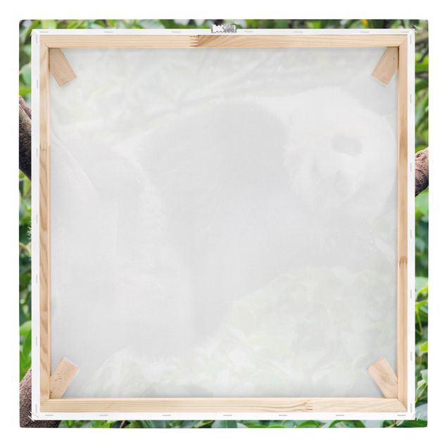 Leinwandbilder Wald Schlafender Panda auf Ast