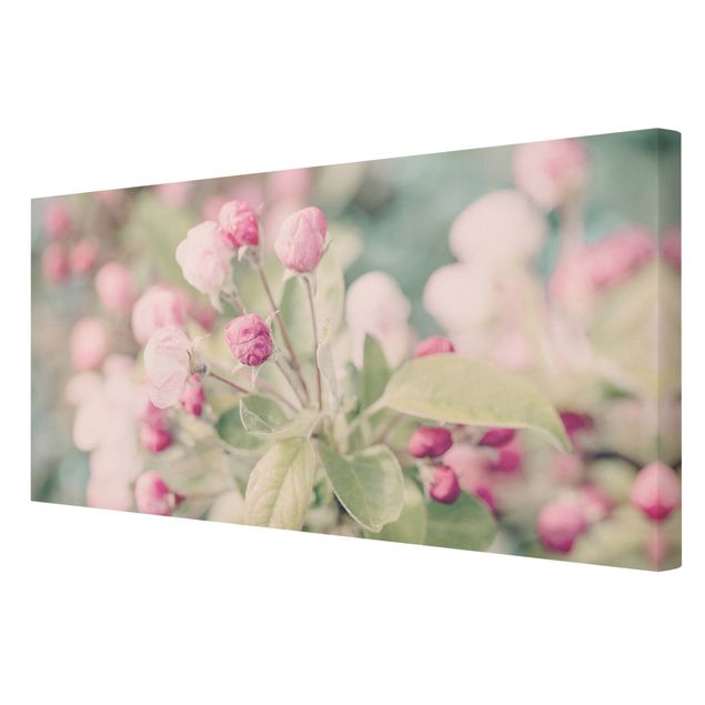 Bilder Andrea Haase Apfelblüte Bokeh rosa