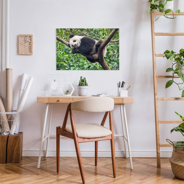 Wandbilder Pandas Schlafender Panda auf Ast