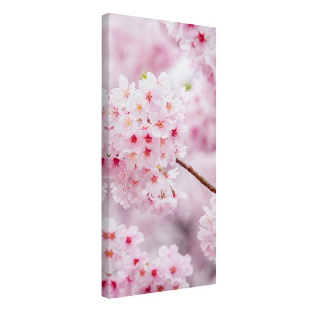 Leinwandbilder Blumen Japanische Kirschblüten
