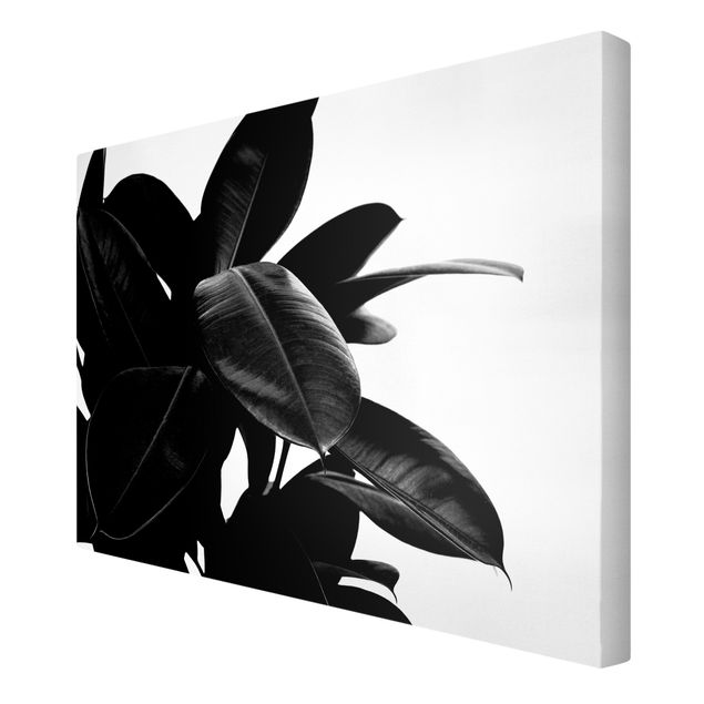 Kubistika Kunstdrucke Gummibaum Blätter Schwarz Weiß