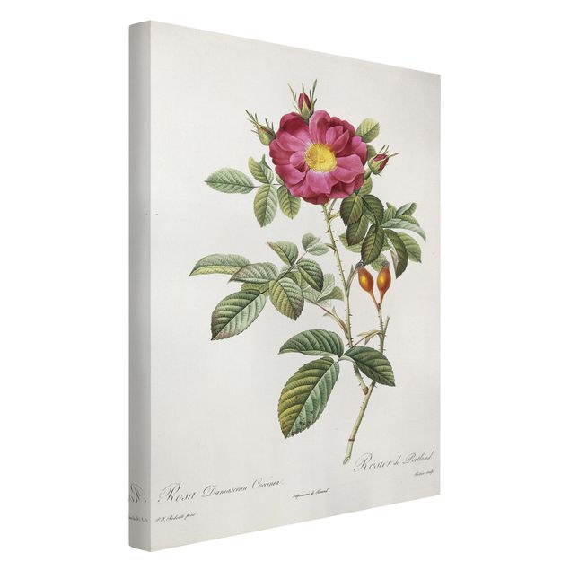 Leinwandbilder Blumen Pierre Joseph Redouté - Portland-Rose