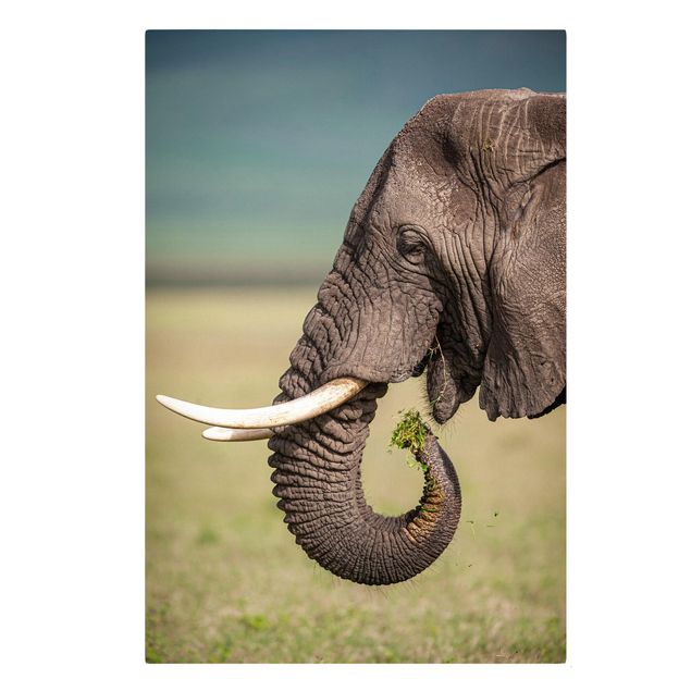 Leinwand Tiere Elefantenfütterung Afrika
