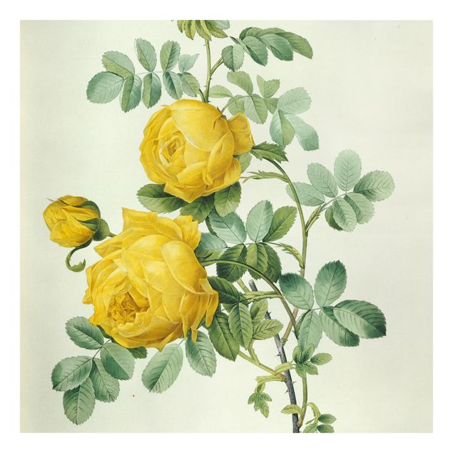 Wandbilder Floral Pierre Joseph Redouté - Rosa Sulfurea