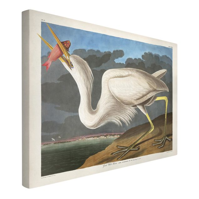 Leinwandbilder Vögel Vintage Lehrtafel Großer weißer Reiher