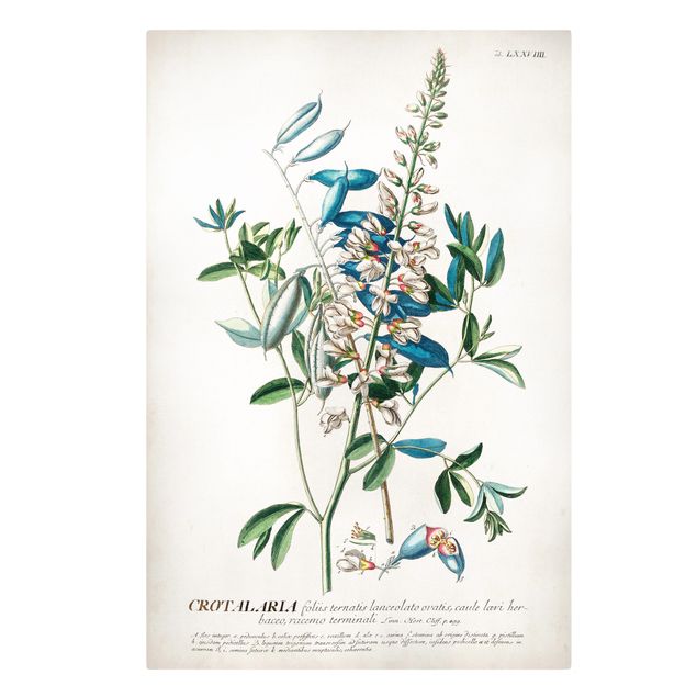 Wandbilder Blau Vintage Botanik Illustration Hülsenfrüchte