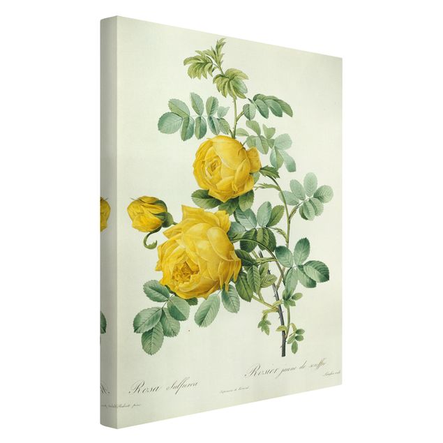 Blumenbilder auf Leinwand Pierre Joseph Redouté - Rosa Sulfurea