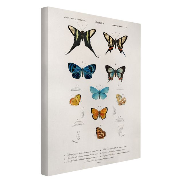 Vintage Leinwandbilder Vintage Lehrtafel Schmetterlinge I