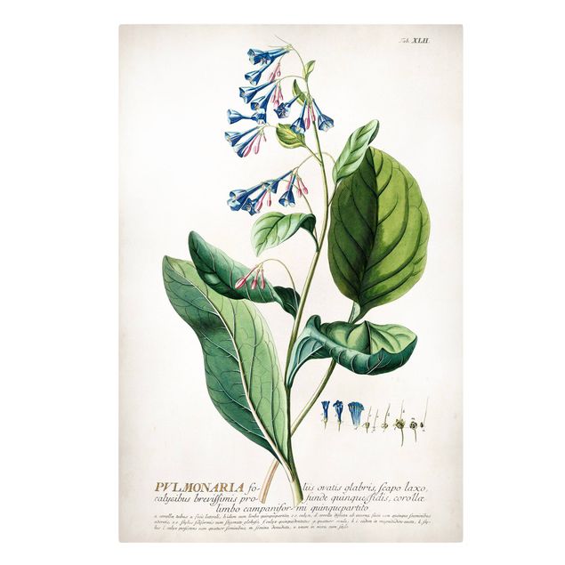 Leinwandbilder Gewürze & Kräuter Vintage Botanik Illustration Lungenkraut