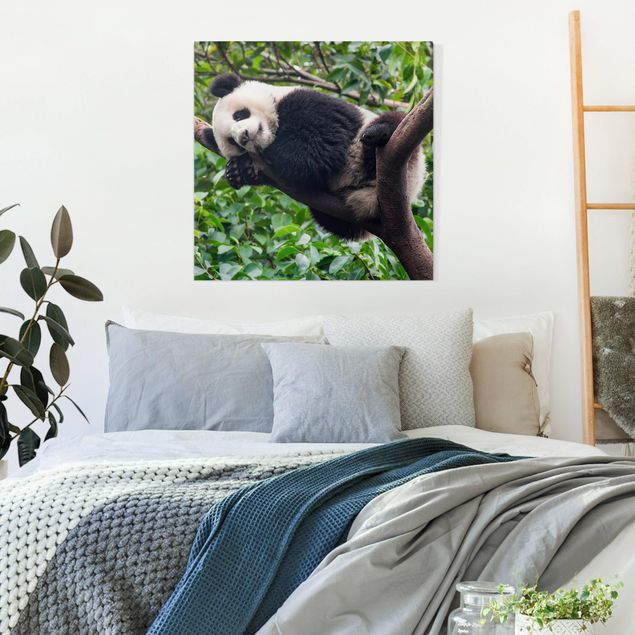 Wandbilder Pandas Schlafender Panda auf Ast