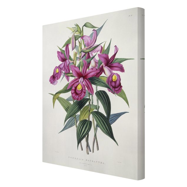Blumenbilder auf Leinwand Maxim Gauci - Orchidee I