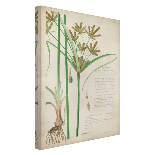 Wandbilder Floral Vintage Botanik Zeichnung Gräser I