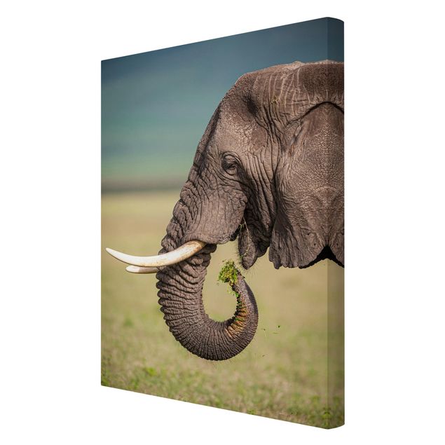 Wandbilder Afrika Elefantenfütterung Afrika