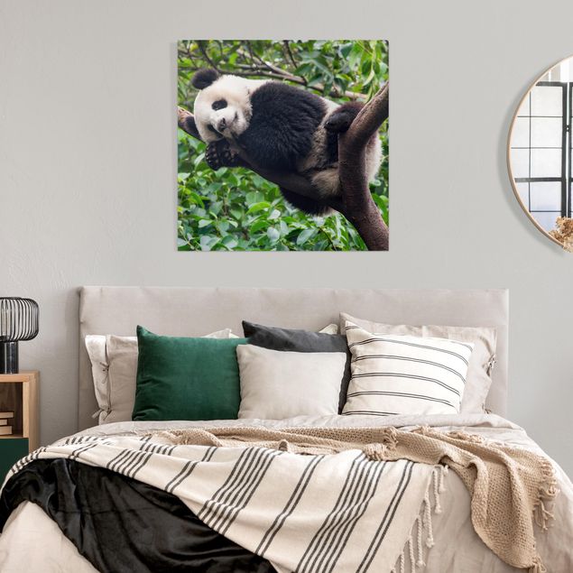 Wandbilder Bäume Schlafender Panda auf Ast
