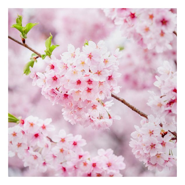Leinwandbilder Städte Japanische Kirschblüten