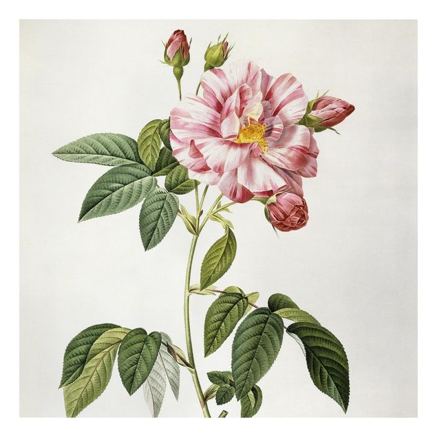 Wandbilder Floral Pierre Joseph Redouté - Rosa Gallica-Rose